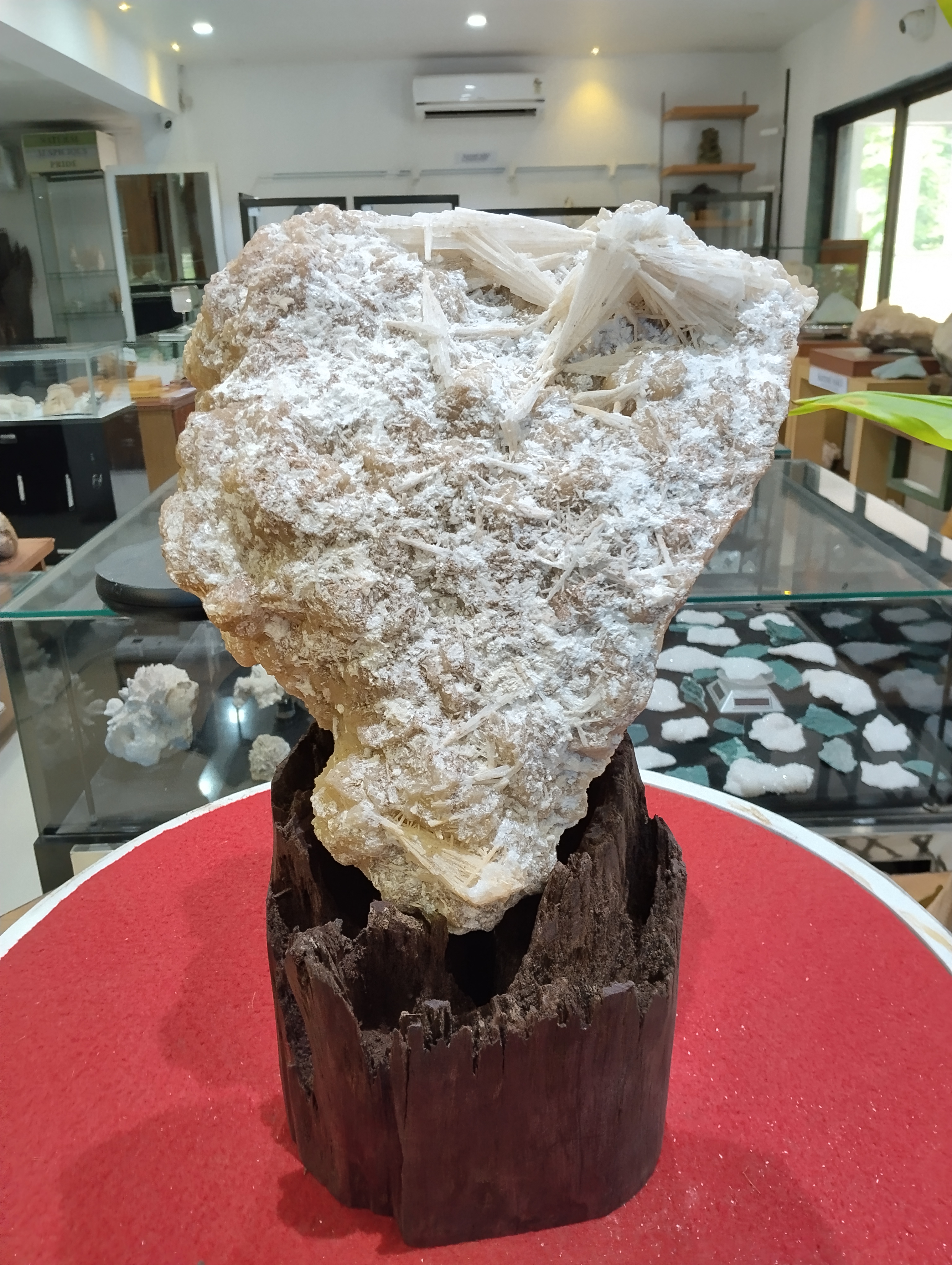 Majestic Gypsum Crystal Cluster
Overview: This breathtaking mineral specimen is a commanding presence in any collection, celebrated for its sheer size, elegance, and intricate crystalline structure. Displayed on a rich red circular platform with a handcrafted wooden base, the piece exudes both natural beauty and curatorial sophistication.

Mineral Type: Likely Gypsum or Selenite, this cluster showcases the mineral’s signature fibrous and elongated crystal formations. The delicate interplay of white to light beige hues gives it a soft, ethereal glow under display lighting.